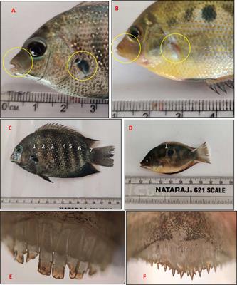 Orange Chromide, Pseudetroplus maculatus (Bloch., 1795): A Potential Euryhaline Fish Model to Evaluate Climate Change Adaptations in Fishes